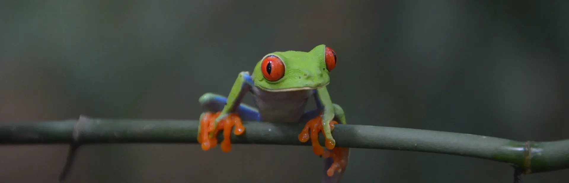 Avila Reizen Costa Rica kikker op tak