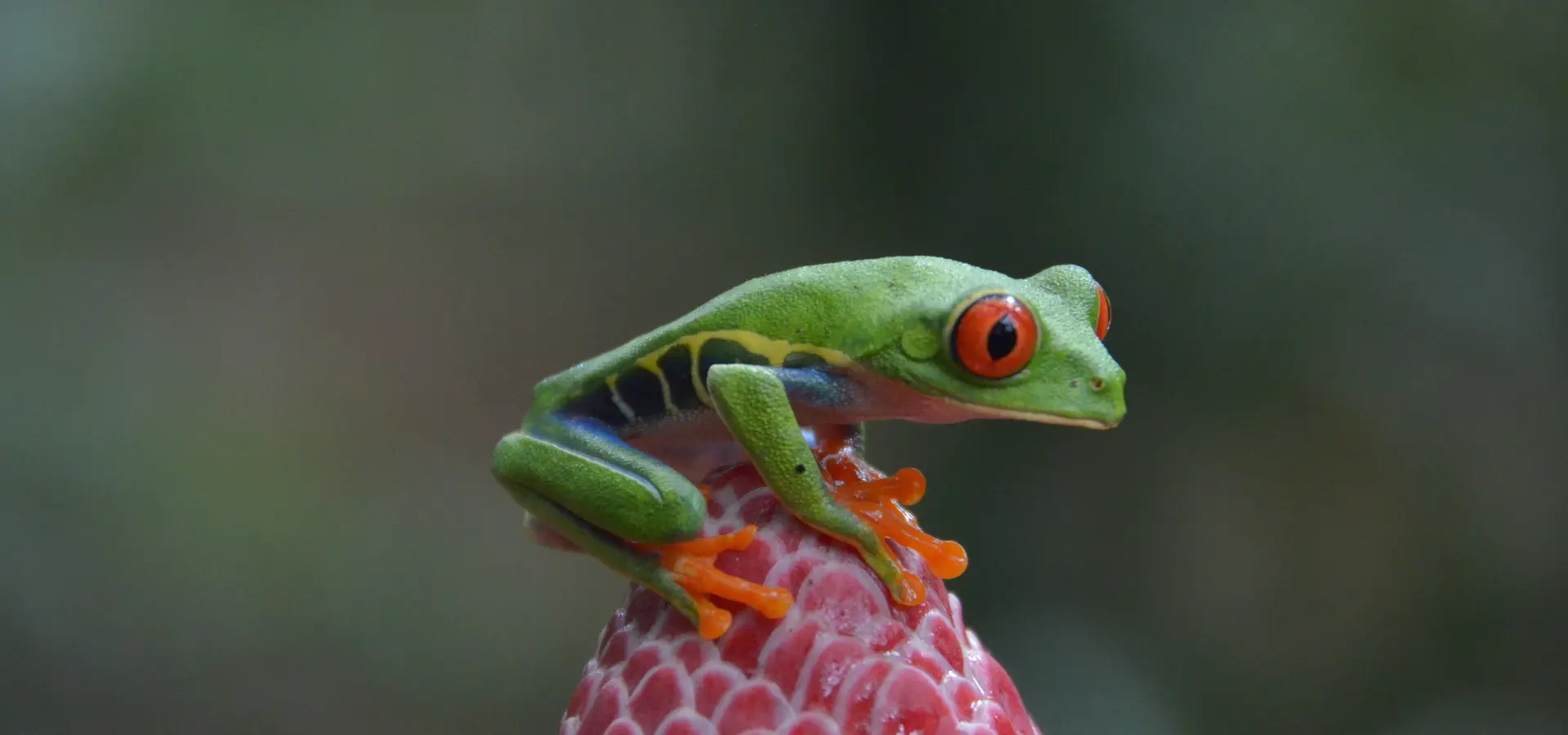 Avila Reizen Costa Rica kikker op bloem liggend