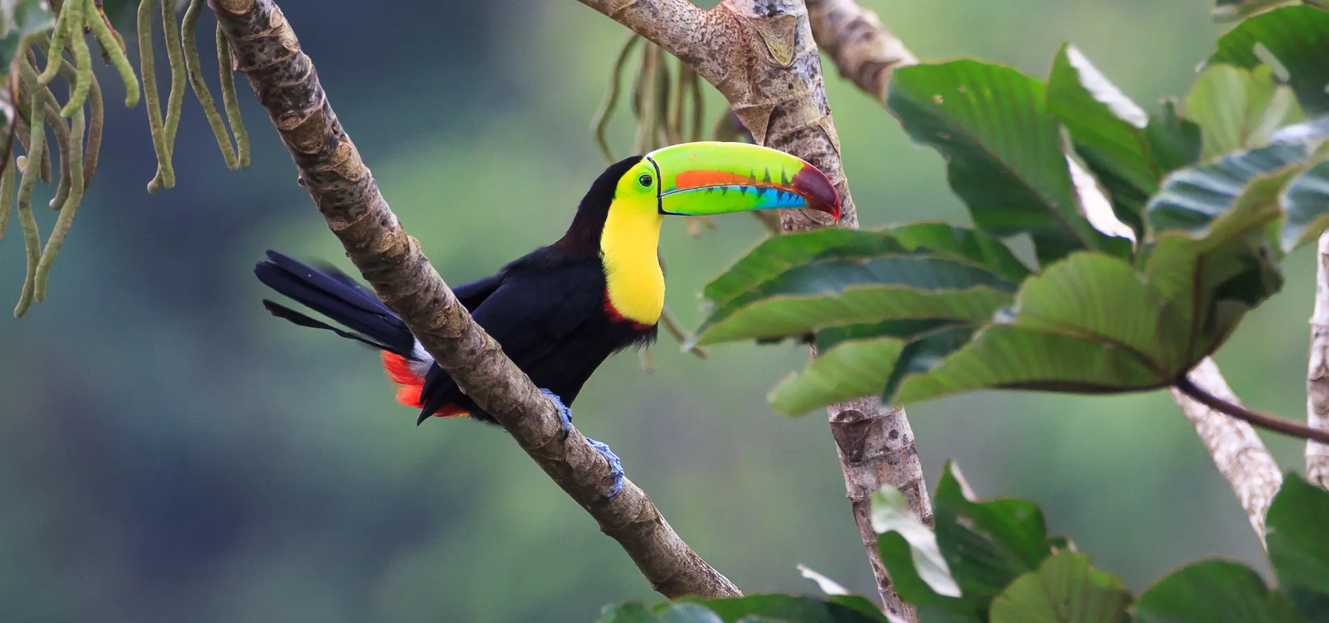 Avila Reizen Costa Rica m bird toekan