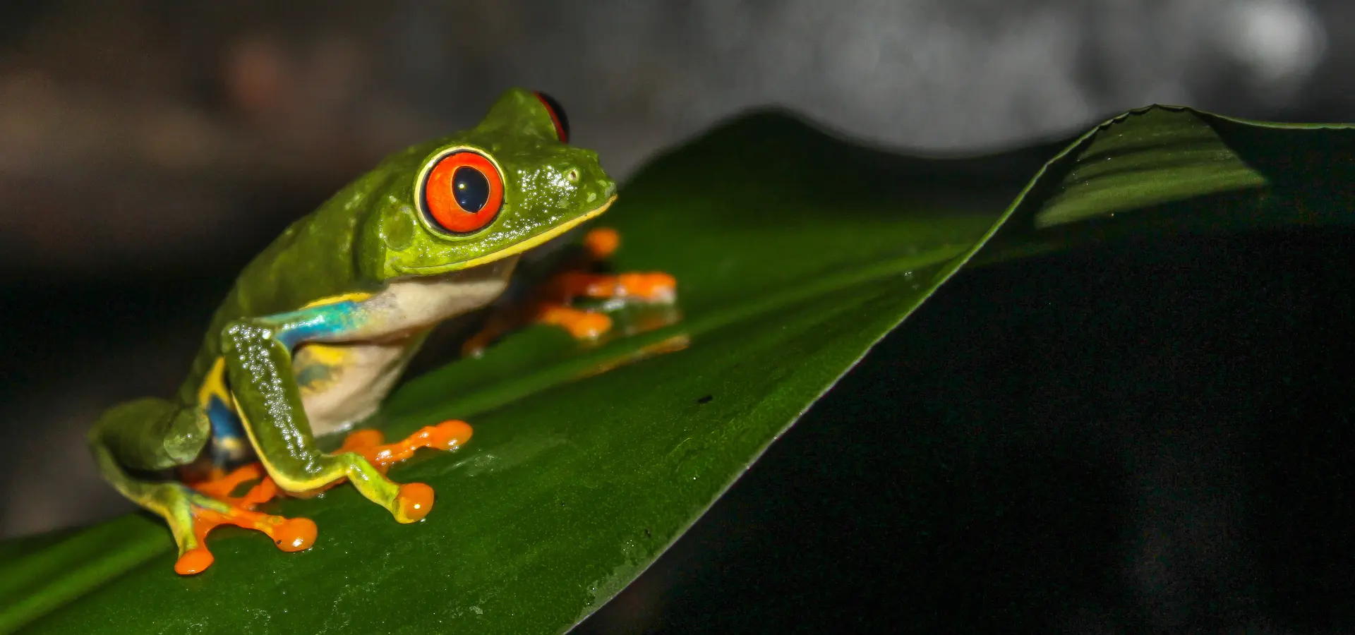 Avila Reizen Costa Rica Waumans kikker op blad