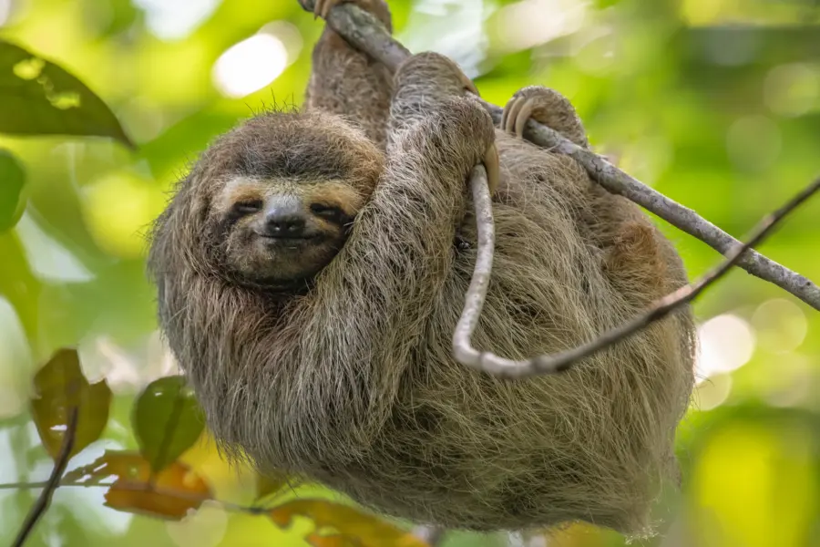 Avila Reizen Costa Rica luiaard blij