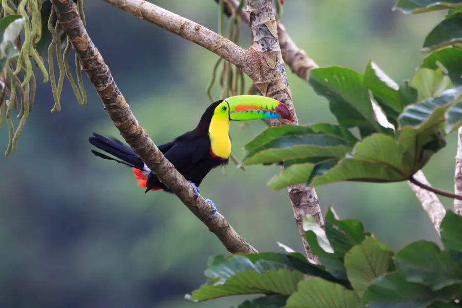Avila Reizen Costa Rica m bird toekan