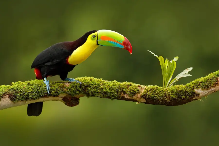 Avila Reizen Costa Rica Toucan