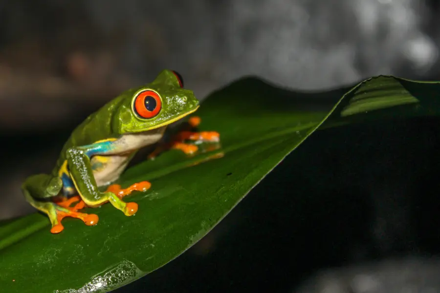 Avila Reizen Costa Rica Waumans kikker op blad