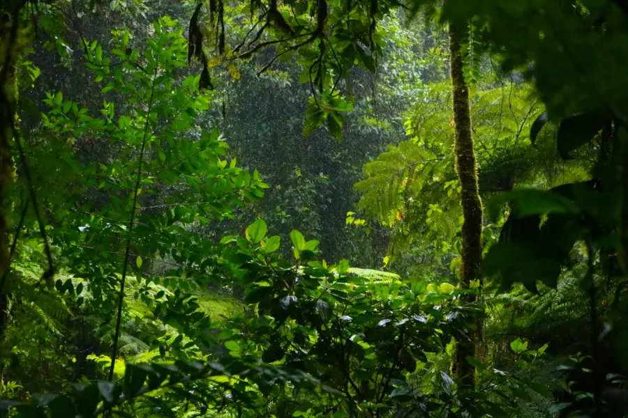 Avila Reizen Costa Rica regenwoud