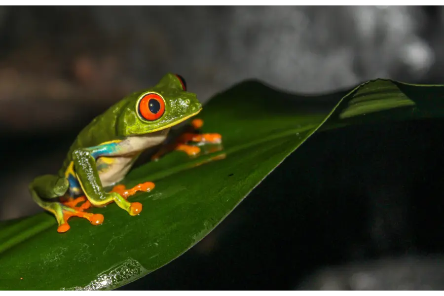 Avila Reizen Costa Rica Waumans kikker op blad