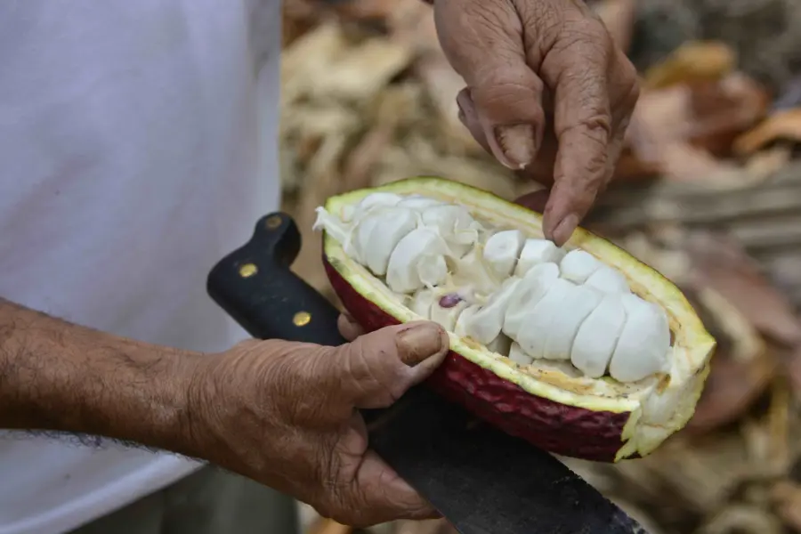 Avila Reizen Ecuador cacaoboon