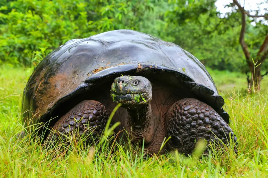 Avila Reizen Ecuador turtle big galapagos