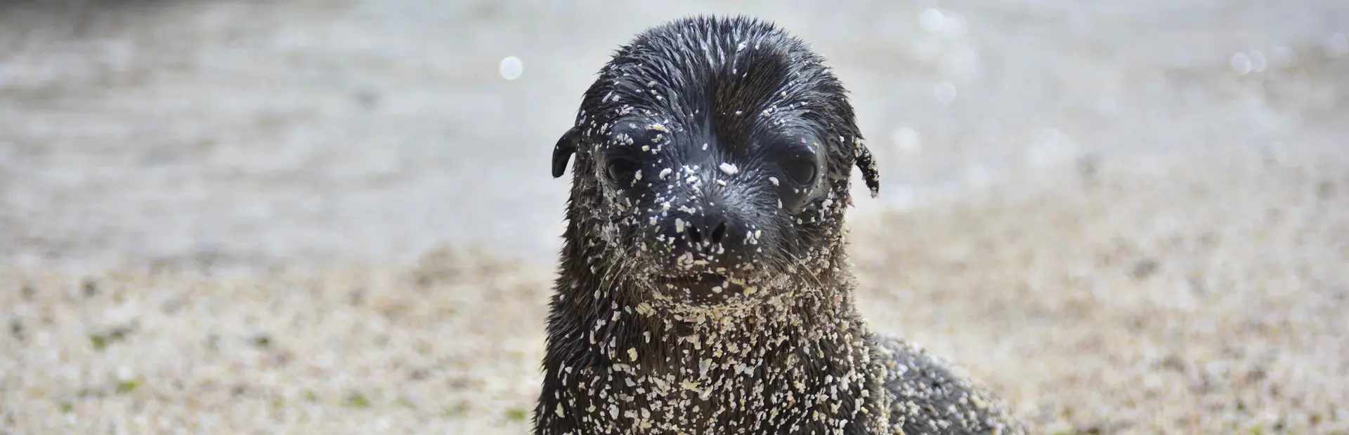 Avila Reizen Galapagos jonge zeeleeuw