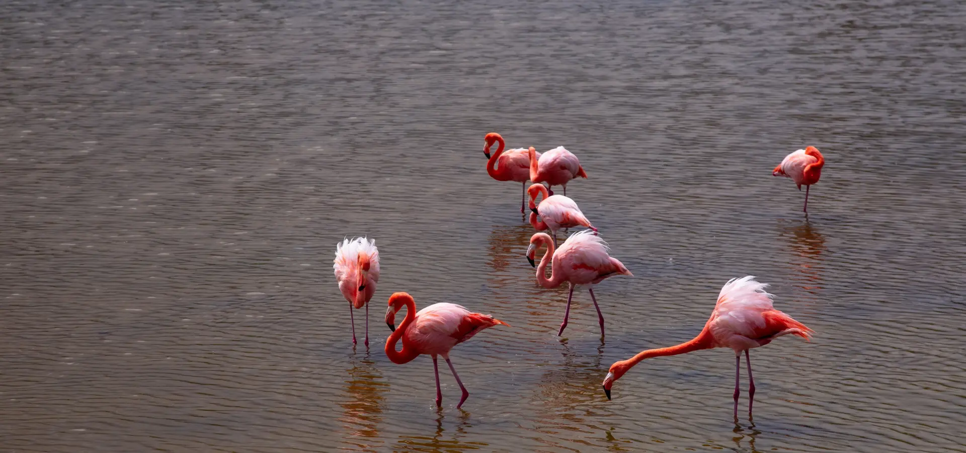 Avila Reizen Galapagos flamingo