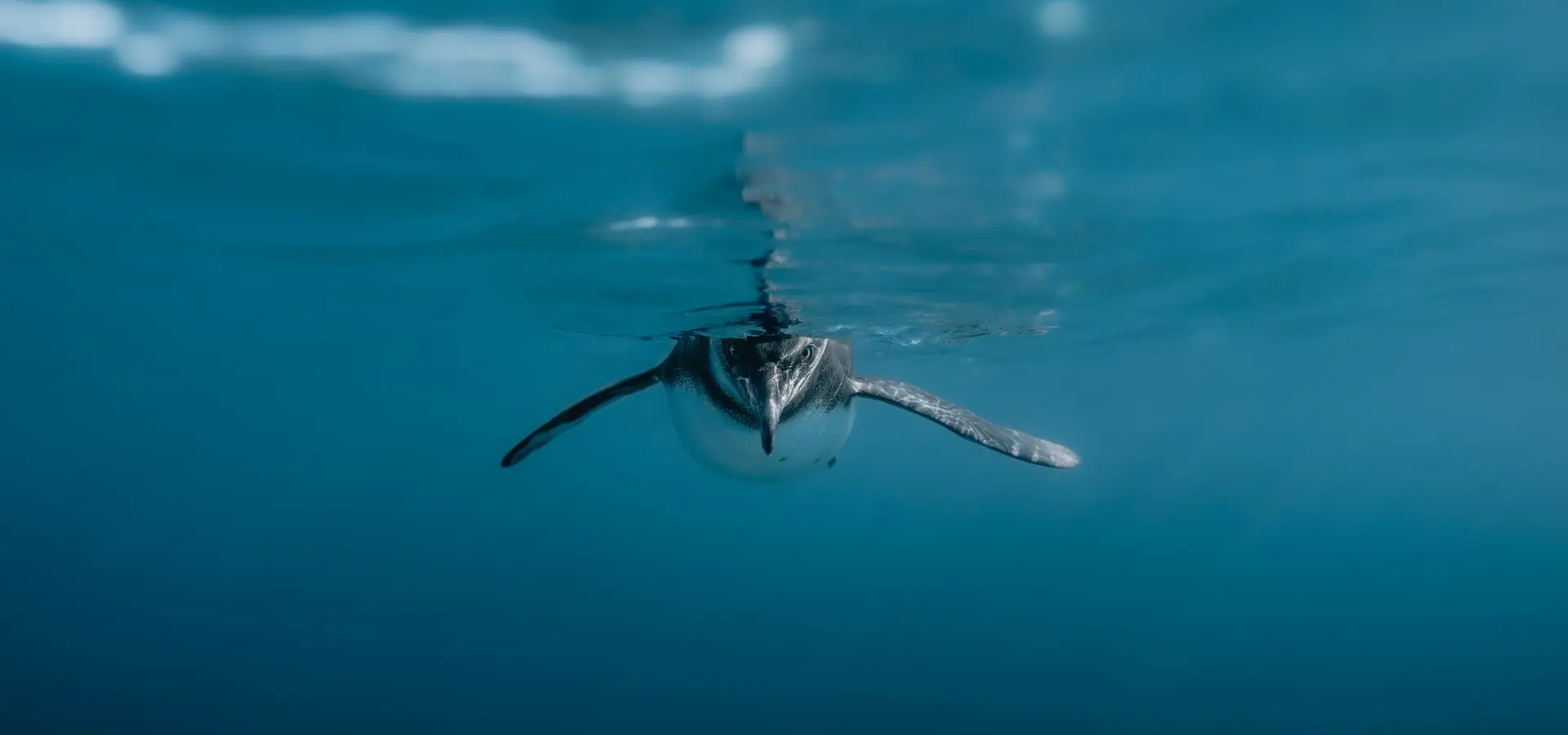 Avila Reizen Galapagos pinguin zwemmen