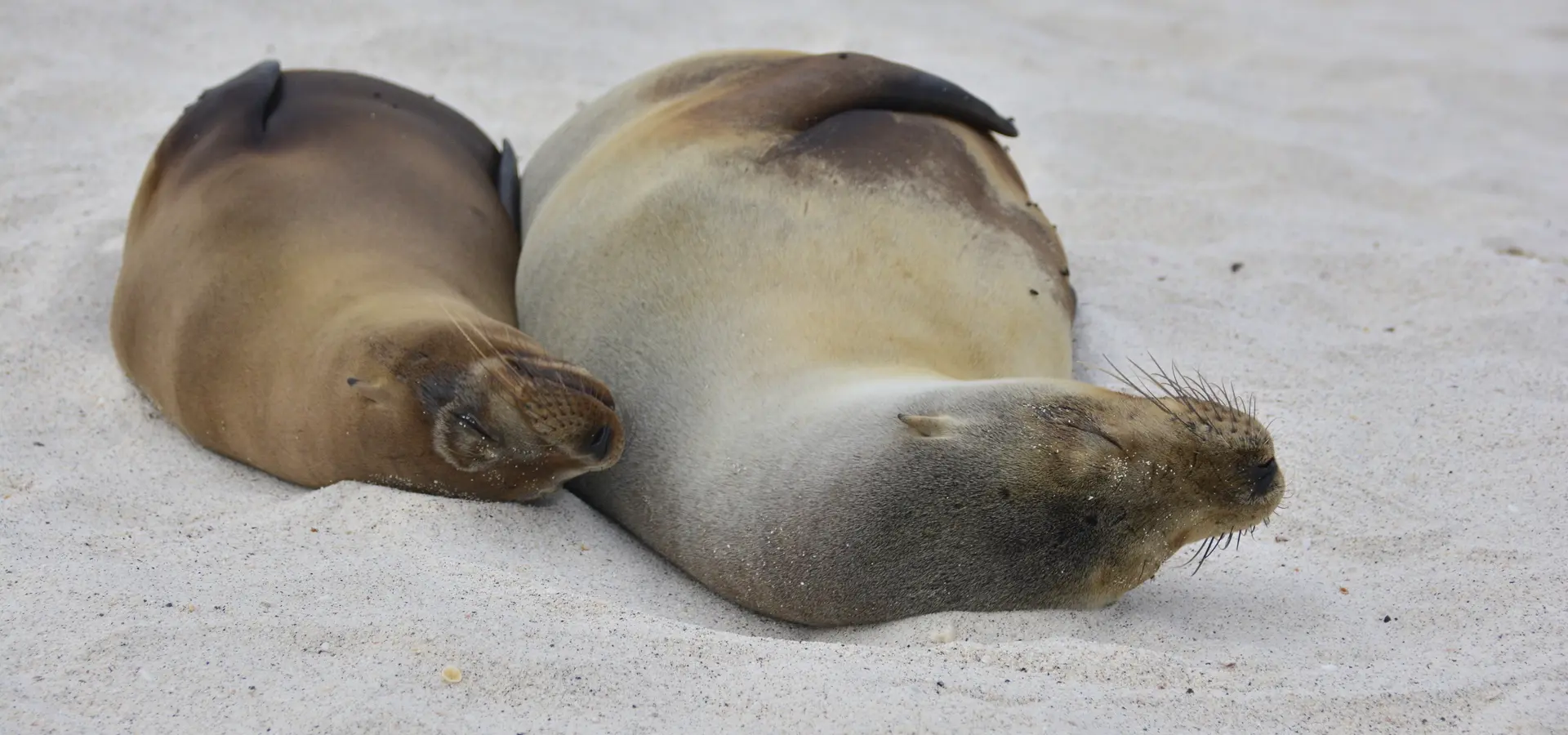 Avila Reizen Galapagos zeeleeuwen