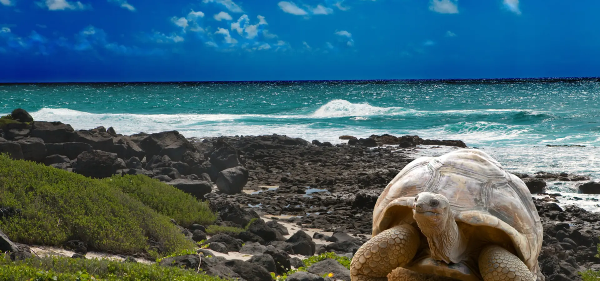 Avila Reizen Galapagos grote schildpad