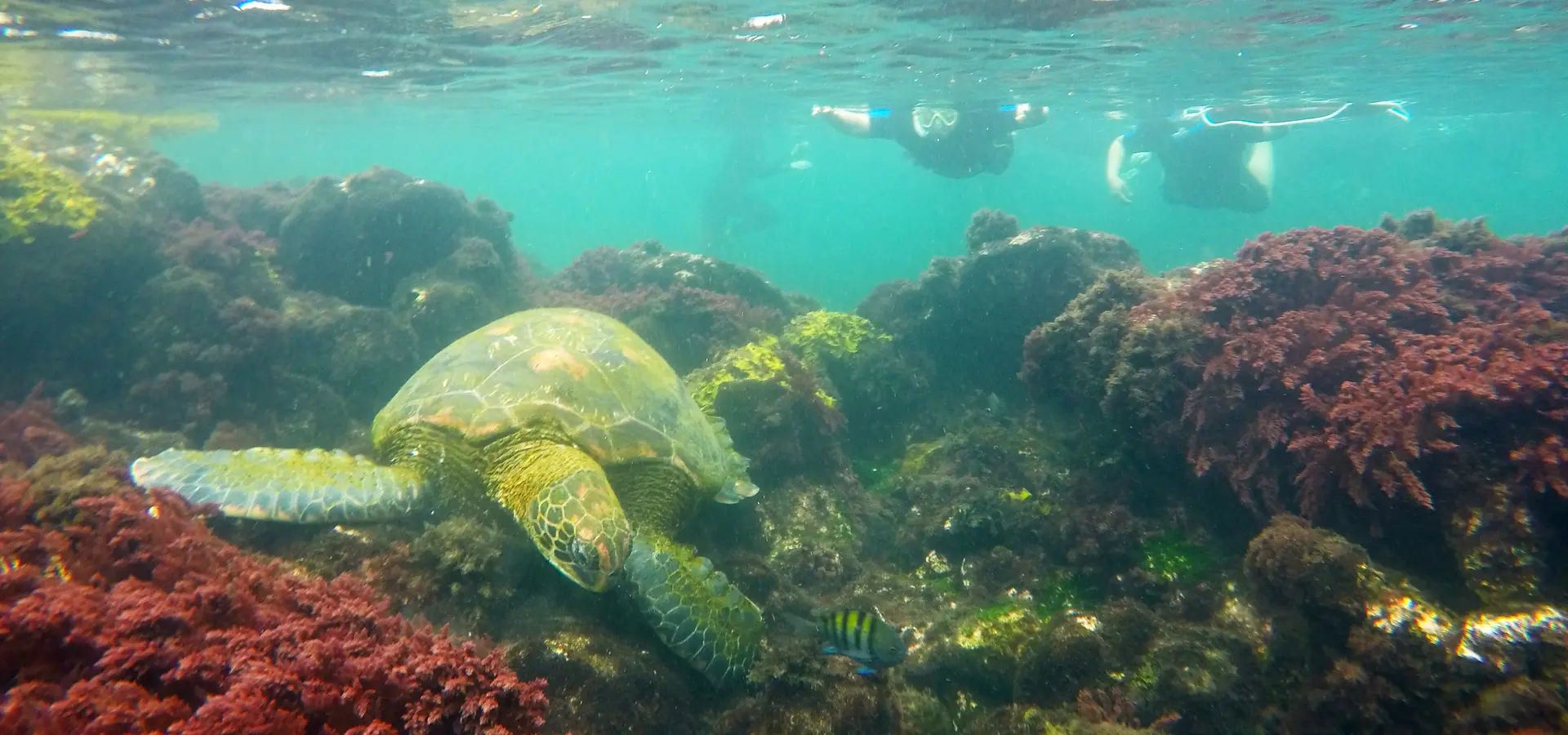 Avila Reizen Galapagos onderwater