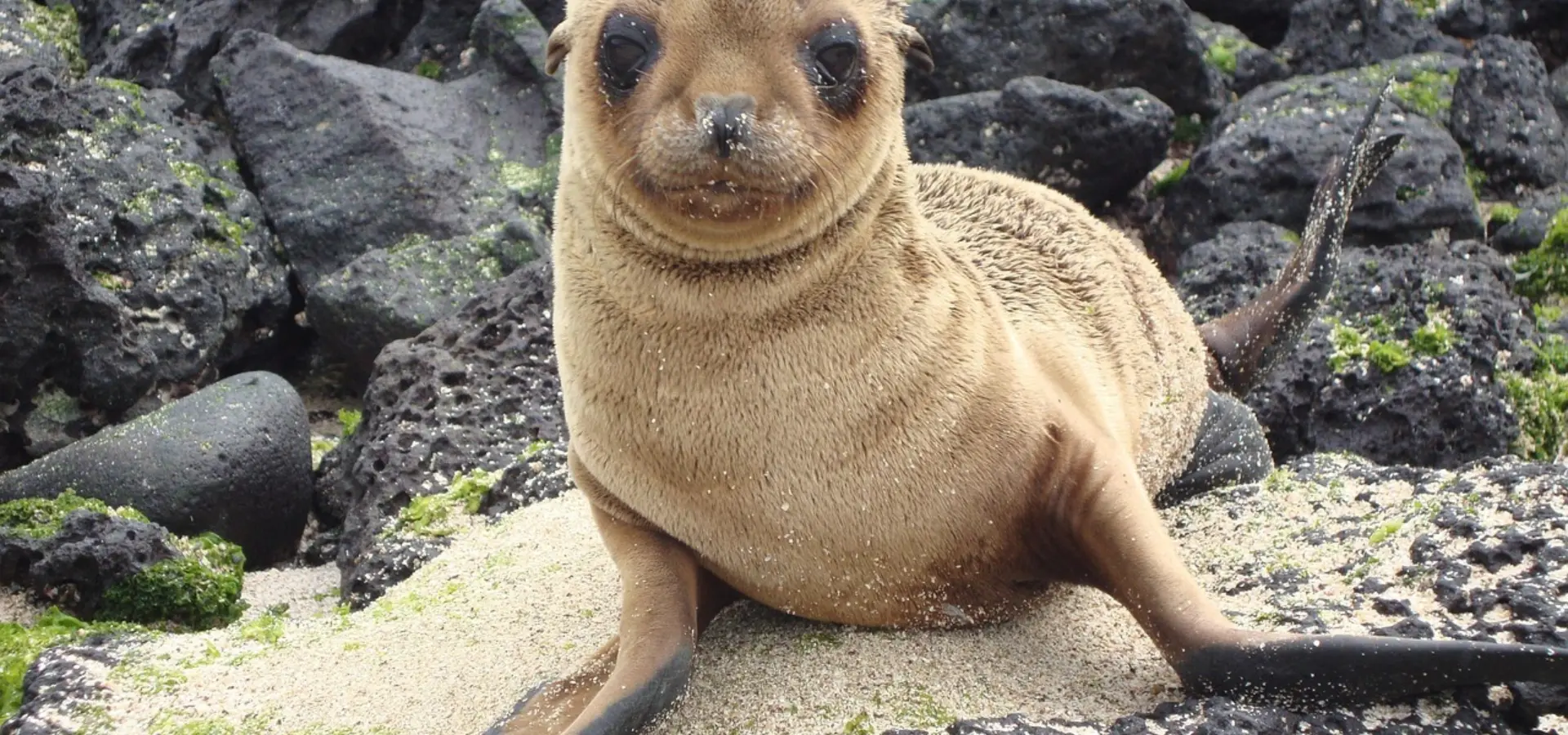 Avila Reizen Ecuador Galapagos baby zeeleeuw