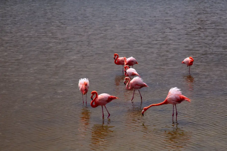 Avila Reizen Galapagos flamingo