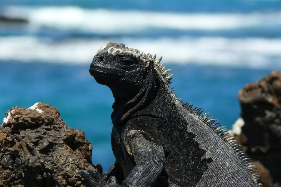 Avila Reizen Galapagos Pikaia Lodge Galapagos 30