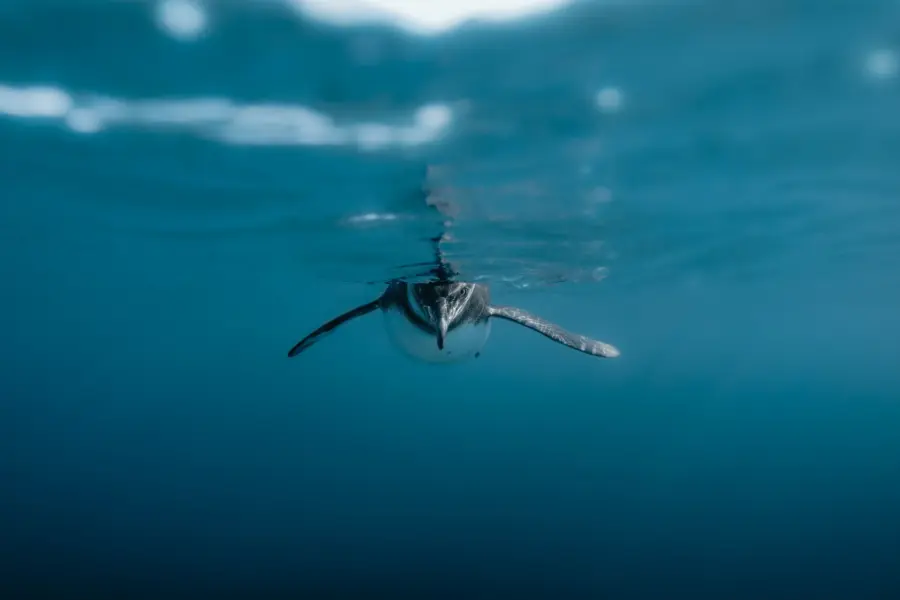Avila Reizen Galapagos pinguin zwemmen