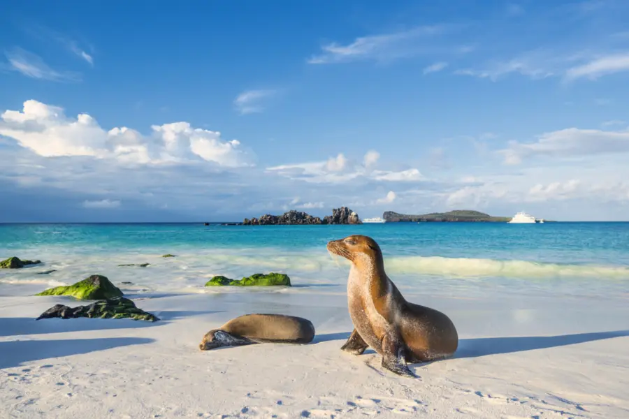 Avila Reizen Galapagos zeeleeuw met boot