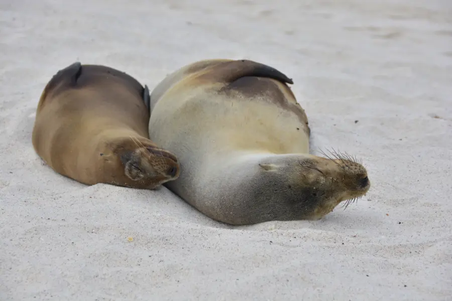 Avila Reizen Galapagos zeeleeuwen