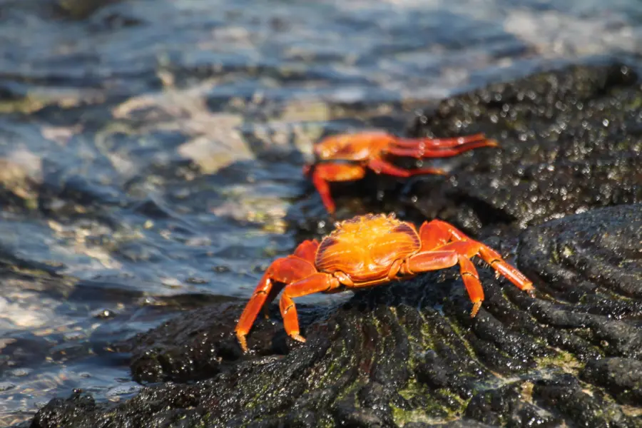 Avila Reizen Galapagos crab 2