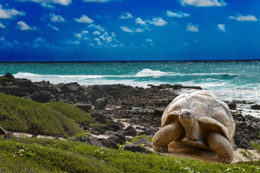 Avila Reizen Galapagos grote schildpad