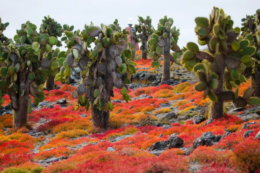 Avila Reizen Galapagos landscape