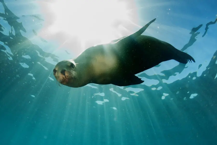 Avila Reizen Galapagos zeeleeuw onder water