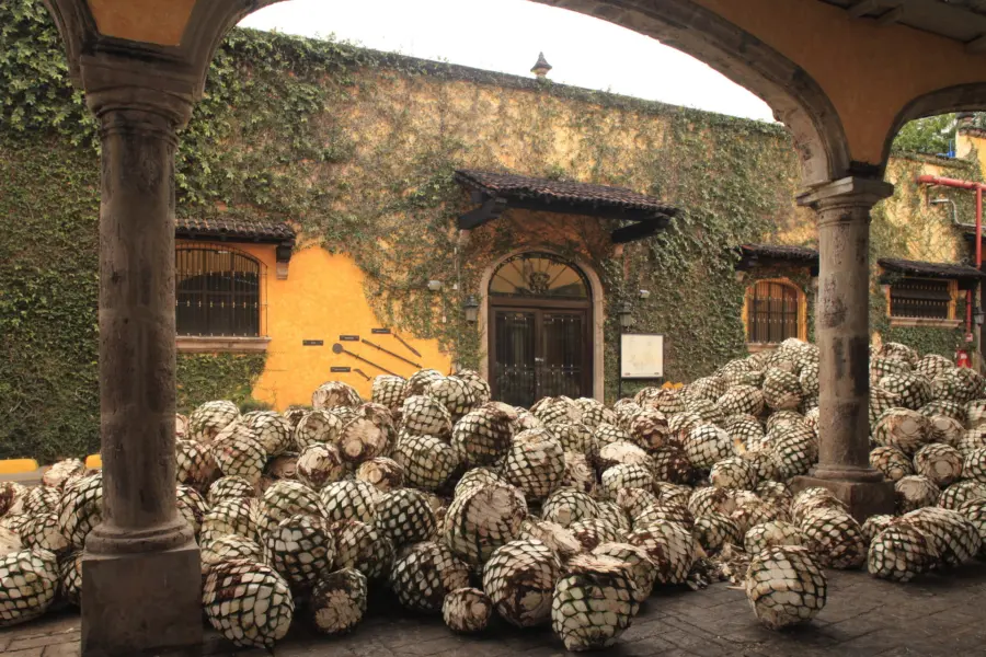 Avila Reizen Mexico Mundo Cuervo La Rojeña tequila experiences MG 8722
