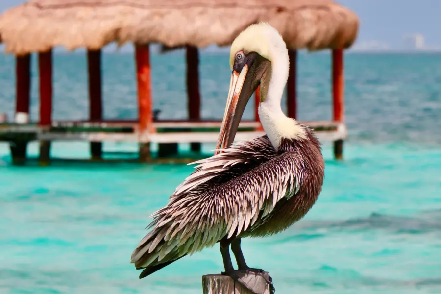Avila Reizen Mexico Puerto Morelos Mexico