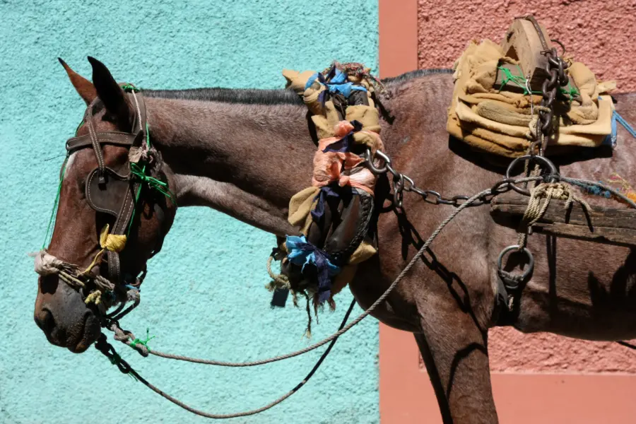 Avila Reizen Nicaragua paard
