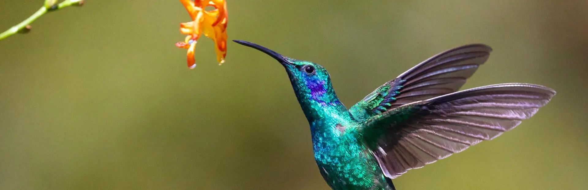 Avila Reizen Peru Colibri