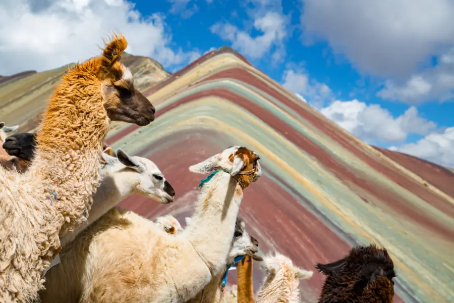 Avila Reizen Peru lamas looking to the rainbow mountain Vinicunca Mountain Peru Cusco