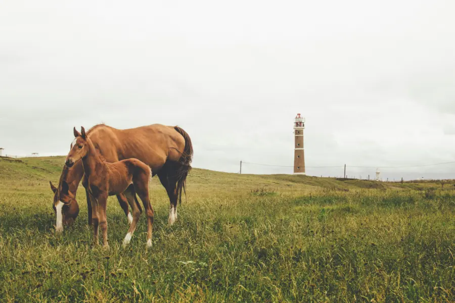 Avila Reizen Uruguay Cabo Polonio