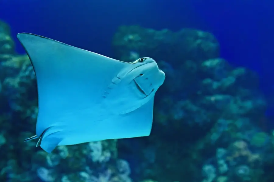 Avila Reizen Dubai aquarium
