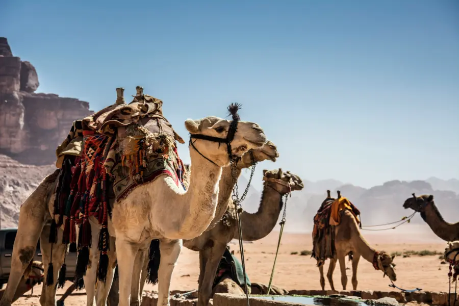Avila Reizen Jordanie Kamelen