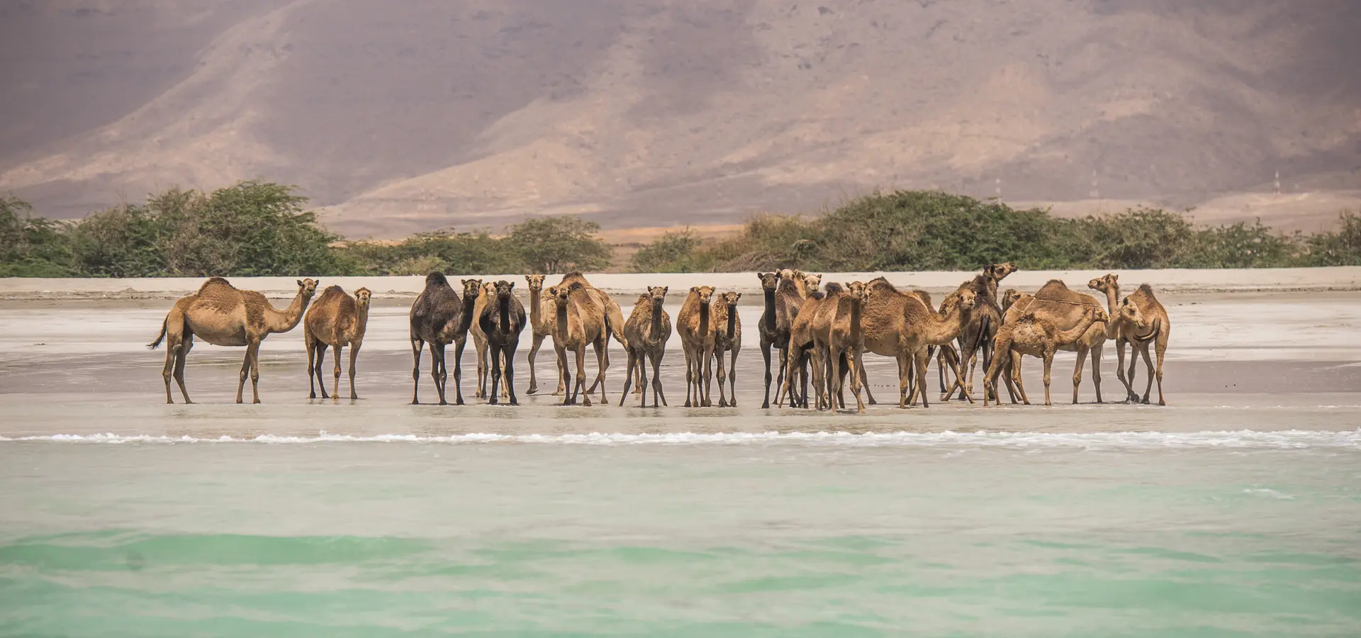 Avila Reizen Oman Camels on the beach Salalah Dhofar Ministry of Heritage Tourism Sultanate of Oman