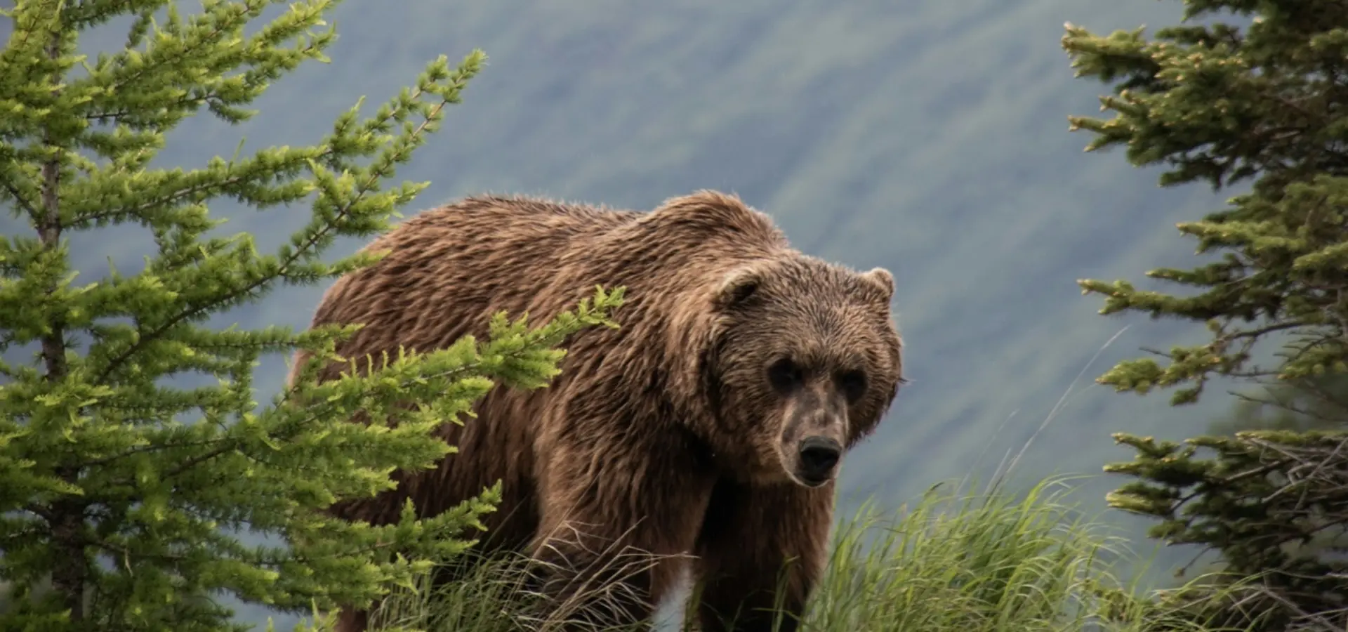 Avila Reizen Alaska Grizzly bear