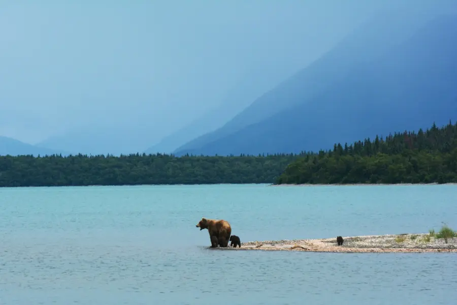 Avila Reizen Alaska beren in Katmai National Park