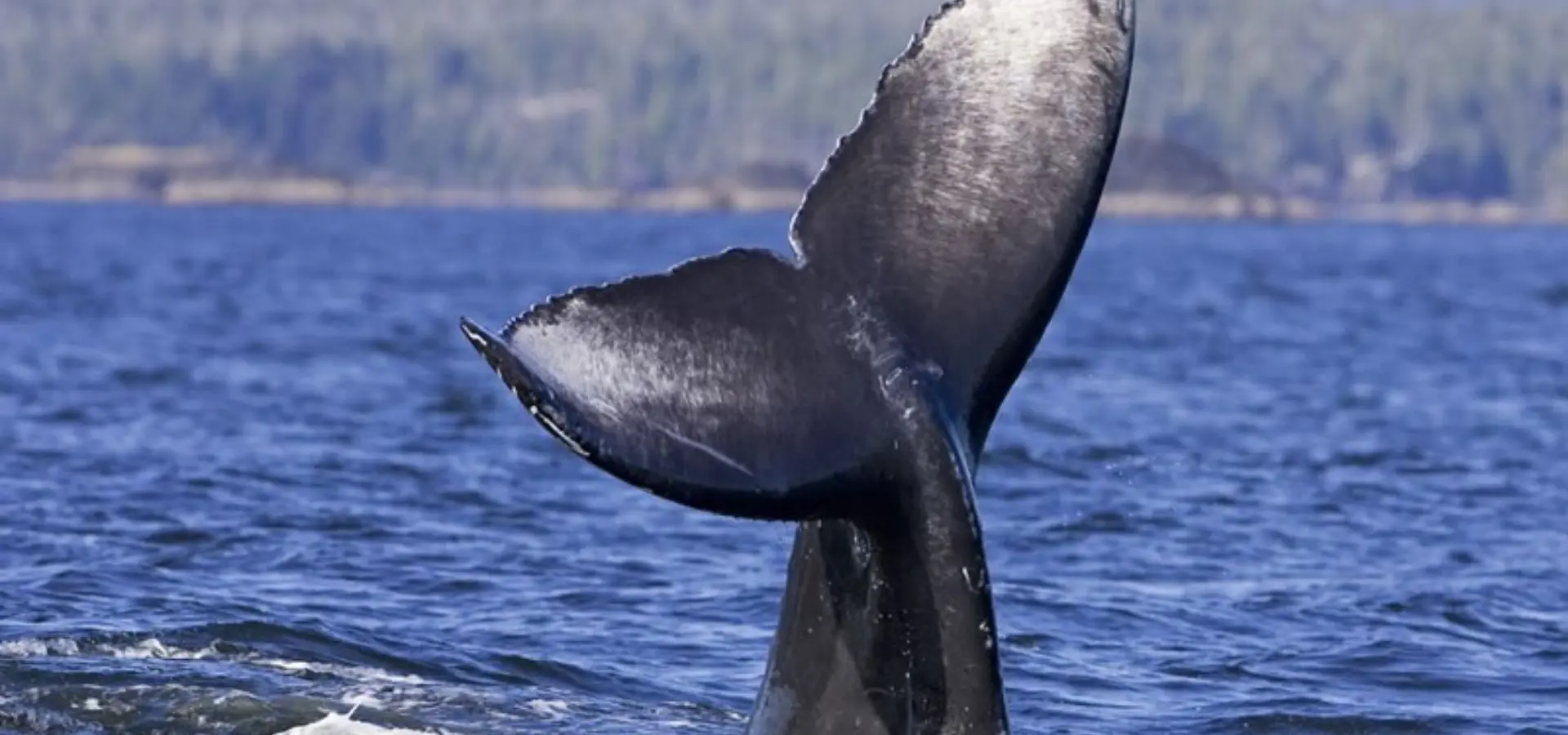 Avila Reizen Canada natuur 17