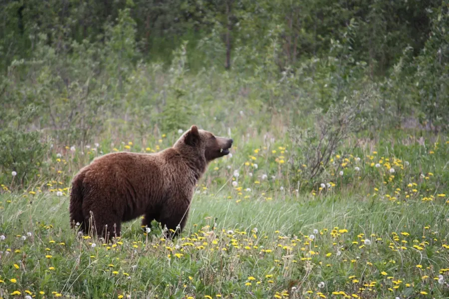 Avila Reizen Canada Grizzly beer