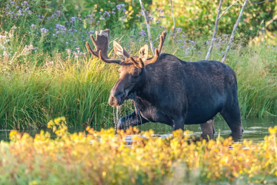 Avila Reizen Amerika Een eland in Grand Teton National Park
