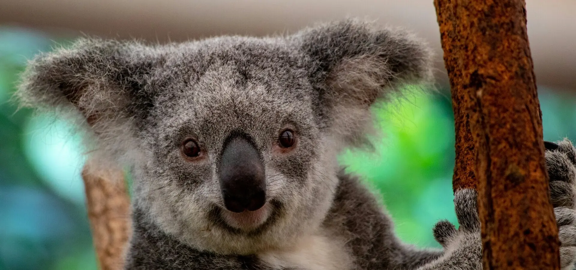 Avila Reizen Australie Lone Pine Koala Sanctuary Brisbane Australia