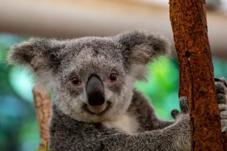 Avila Reizen Australie Lone Pine Koala Sanctuary Brisbane Australia