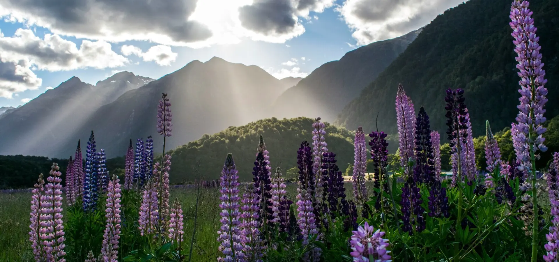 Avila Reizen Nieuw Zeeland Milford Sound New Zealand