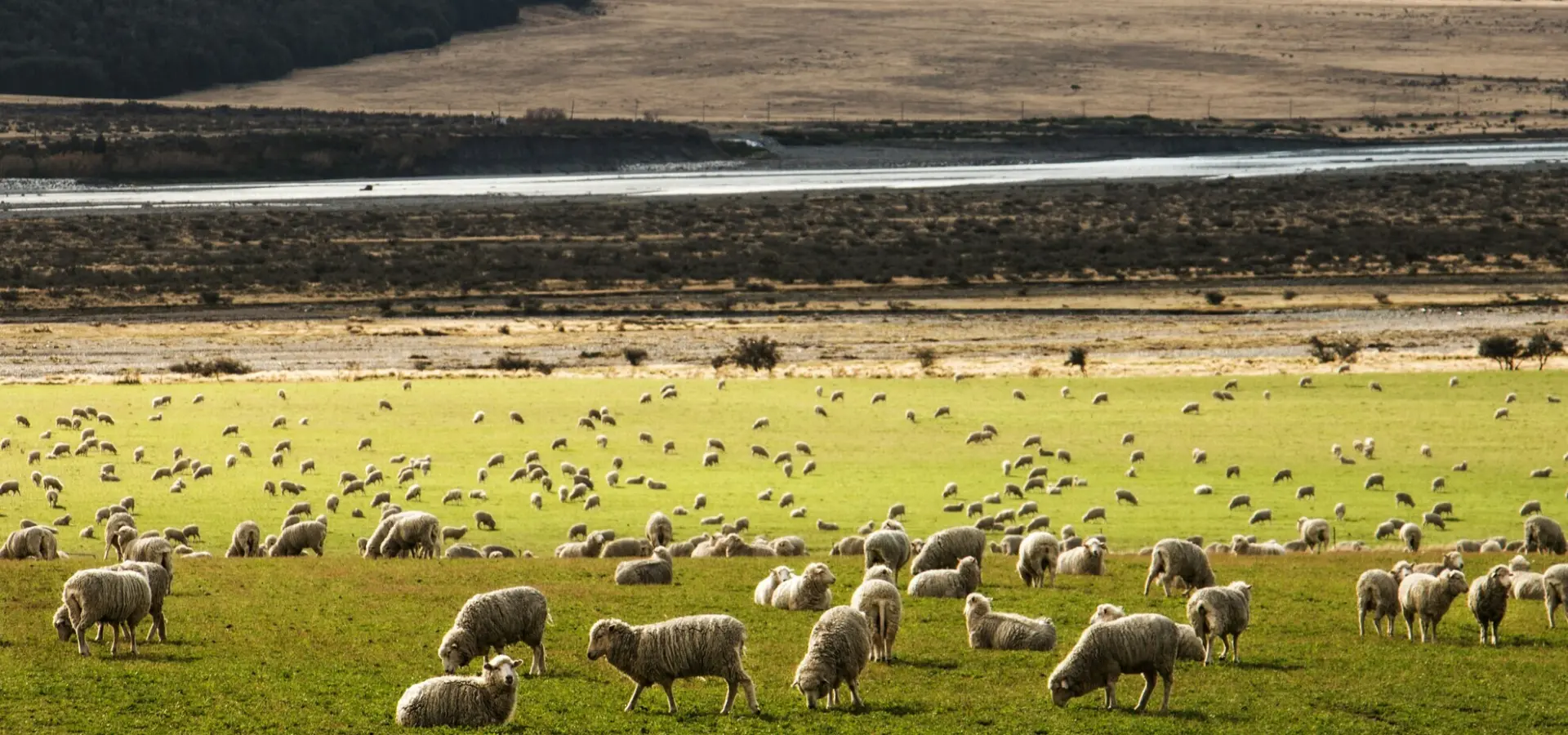 Avila Reizen Nieuw Zeeland Sheep grazing new zeeland