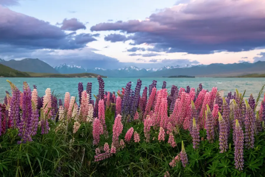 Avila Reizen Nieuw Zeeland Lake Tekapo New Zealand