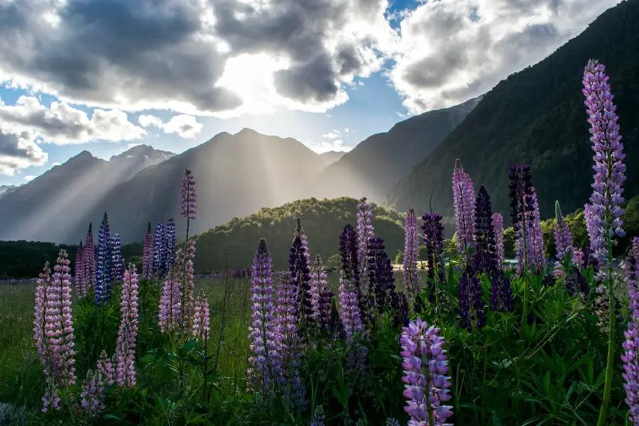 Avila Reizen Nieuw Zeeland Milford Sound New Zealand