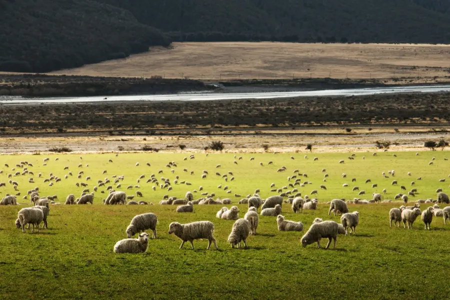 Avila Reizen Nieuw Zeeland Sheep grazing new zeeland
