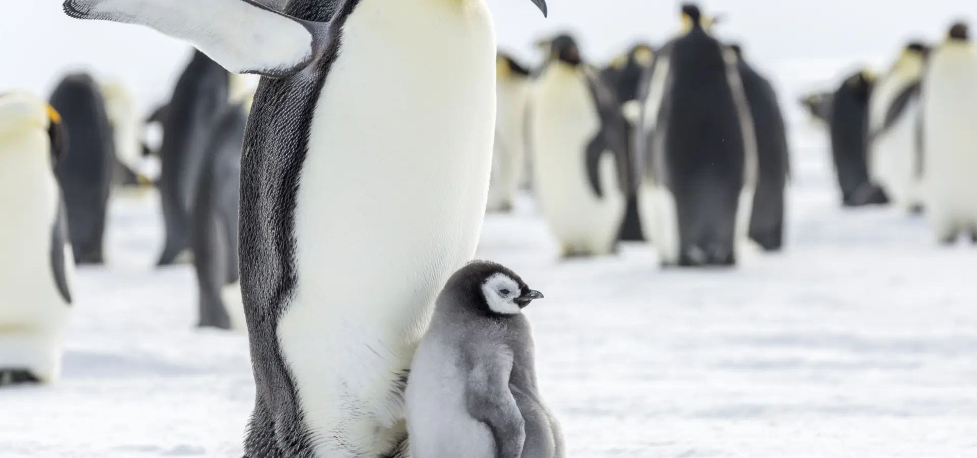 Avila Reizen Antarctica Keizerspinguïn met baby